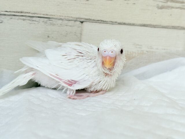 【最新画像・動画更新🪄】 使い方はそれぞれーー♡個性溢れる♡セキセイインコ(アルビノ) ヒナ セキセイインコ