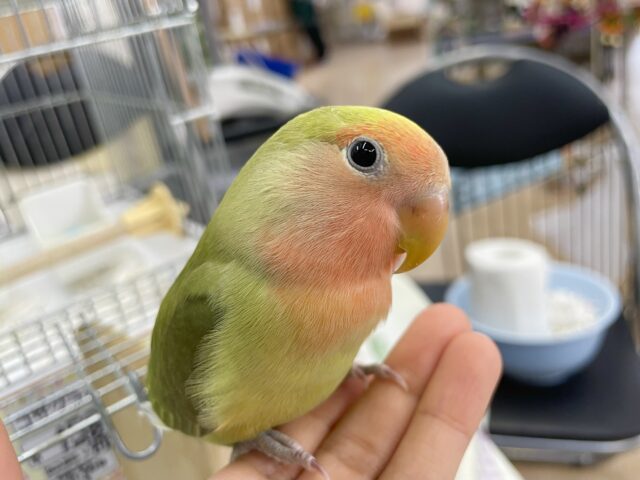 コザクラインコ（小桜インコ）