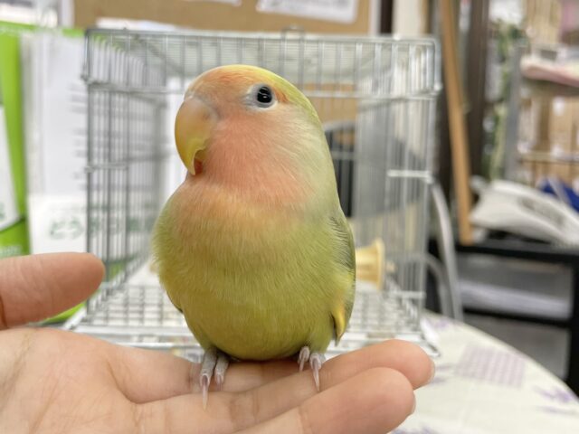 コザクラインコ（小桜インコ）