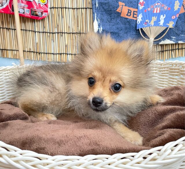 💖ポメてぃ〜STREET💖ポメラニアン(オレンジ)🍊女の子💖2025年4月12日生まれ ポメラニアン
