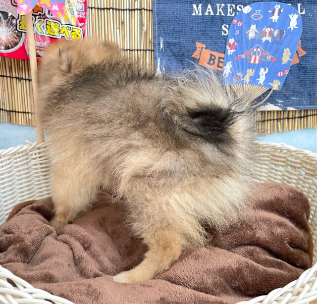 💖ポメてぃ〜STREET💖ポメラニアン(オレンジ)🍊女の子💖2025年4月12日生まれ ポメラニアン