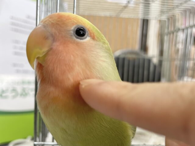 コザクラインコ（小桜インコ）