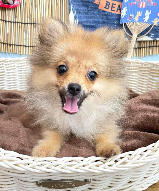💖ポメてぃ〜STREET💖ポメラニアン(オレンジ)🍊女の子💖2025年4月12日生まれ ポメラニアン