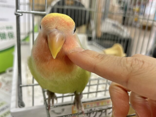 コザクラインコ（小桜インコ）