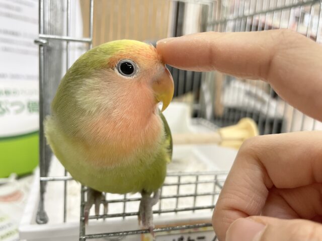 コザクラインコ（小桜インコ）