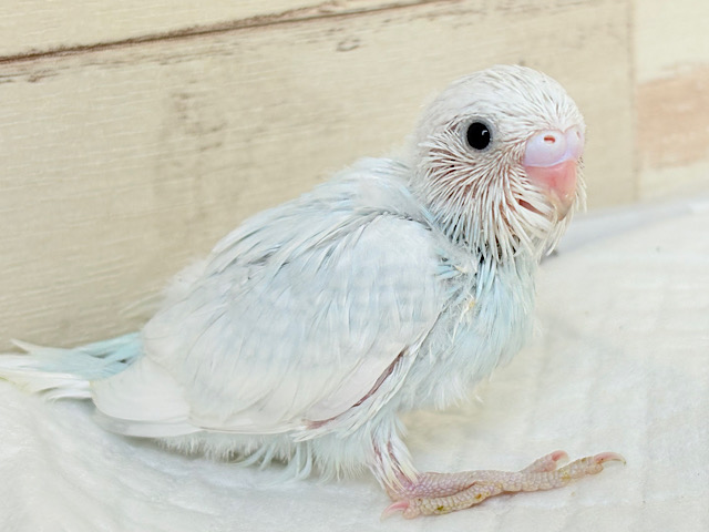 美鳥~♩♩淡々ソーダ🍹🫧セキセイインコ(スパングル) ヒナ