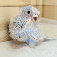 個性的‪☆なツムジがチャームポイント💫セキセイインコ(スパングル) ヒナ