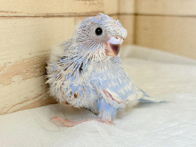 個性的☆なツムジがチャームポイント💫セキセイインコ(スパングル) ヒナ 個性的☆なツムジがチャームポイント💫セキセイインコ(スパングル) ヒナ