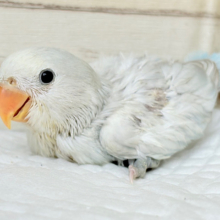 将来が楽しみ♬ワクワクが止まらない⚡︎⚡︎コザクラインコ ヒナ