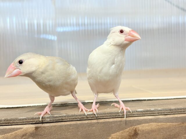 シルバーイノ文鳥