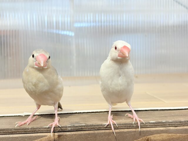 シルバーイノ文鳥