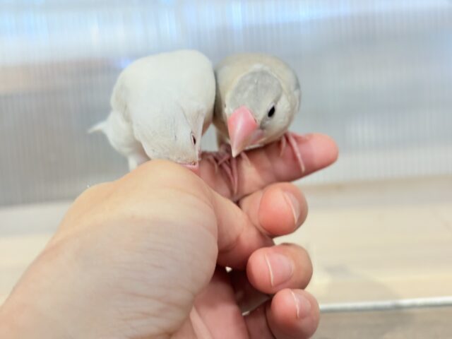 シルバーイノ文鳥