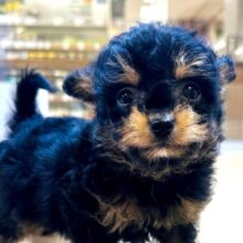 くるくるヘアー👼🏻💘チワプーの男の子