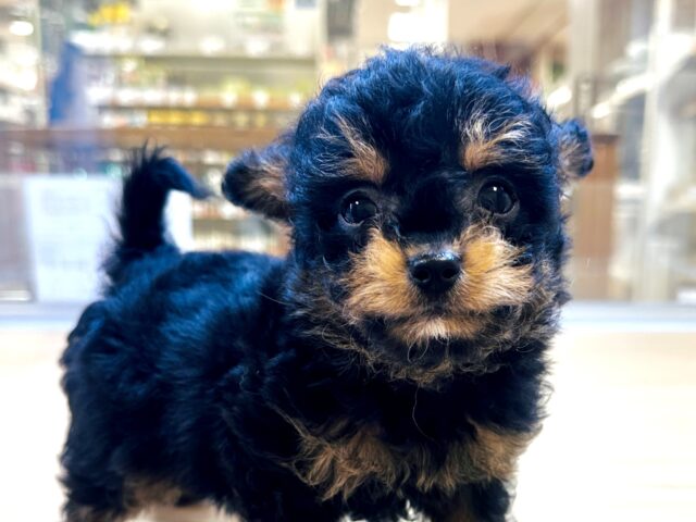 くるくるヘアー👼🏻💘チワプーの男の子 チワプー