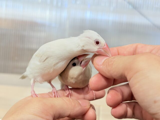 シルバーイノ文鳥