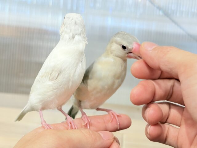 シルバーイノ文鳥