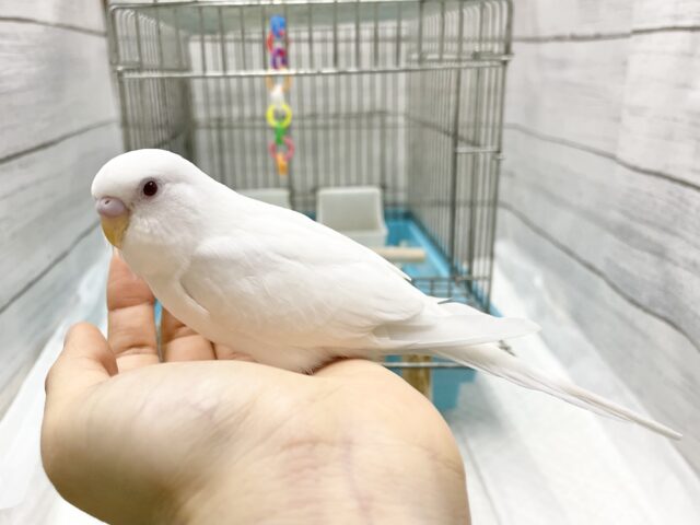 セキセイインコ
