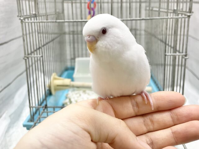 セキセイインコ