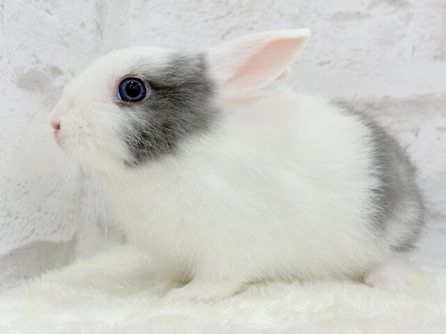 ミニウサギ