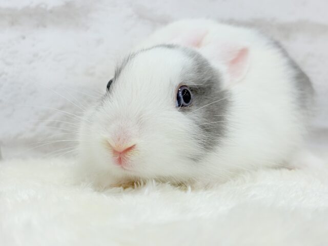 ミニウサギ