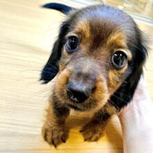 キラキラおめめが輝く⭐️⸝⸝꙳ミニチュアダックス男の子