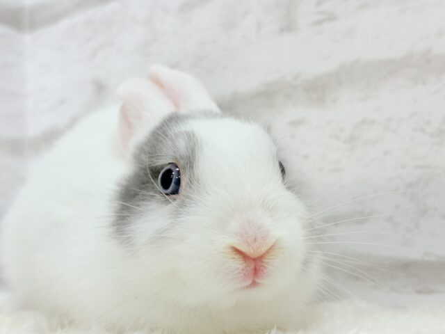 ミニウサギ