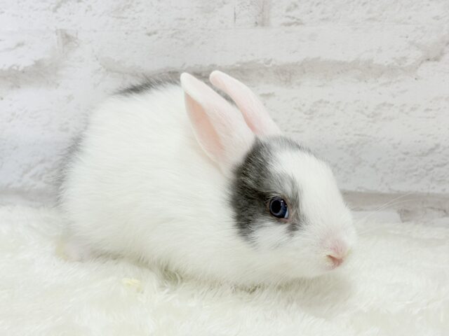 ミニウサギ