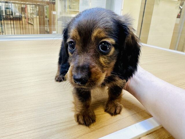 ミニチュアダックス