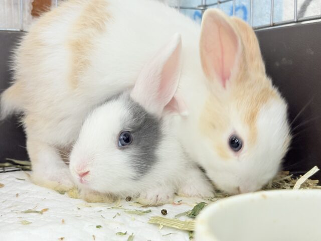 ミニウサギ