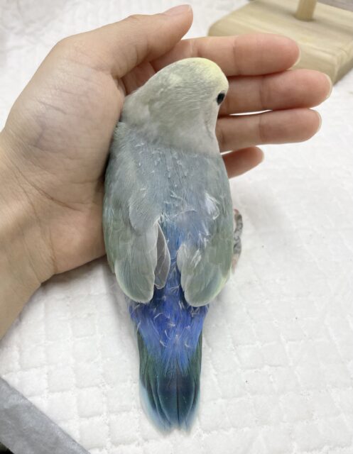 コザクラインコ（小桜インコ）