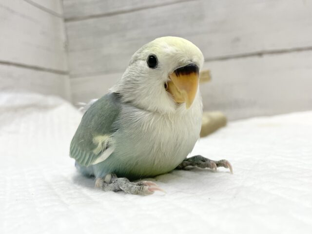 最新画像あり⭐️癒しのブルーカラー🫧コザクラインコ(ブルーチェリーパイド) コザクラインコ(小桜インコ)