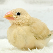 【最新画像更新🪄】実はですねー　じつは感情が溢れているんです♪　シナモン文鳥～～