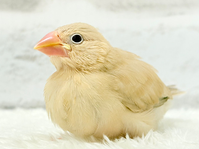 【最新画像更新🪄】実はですねー　じつは感情が溢れているんです♪　シナモン文鳥～～