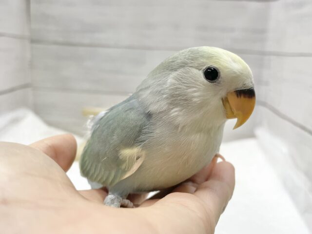 最新画像あり⭐️癒しのブルーカラー🫧コザクラインコ(ブルーチェリーパイド) コザクラインコ(小桜インコ)