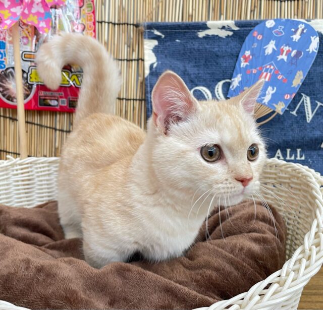 にゃんでぃ〜𝑻𝒖𝒏𝒆🎵💕マンチカン(クリームタビー)🍨男の子💙2025年3月30日 マンチカン