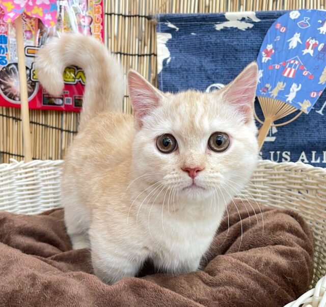 にゃんでぃ〜𝑻𝒖𝒏𝒆🎵💕マンチカン(クリームタビー)🍨男の子💙2025年3月30日 マンチカン