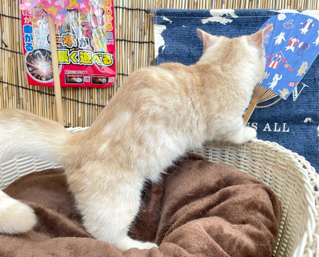 にゃんでぃ〜𝑻𝒖𝒏𝒆🎵💕マンチカン(クリームタビー)🍨男の子💙2025年3月30日 マンチカン