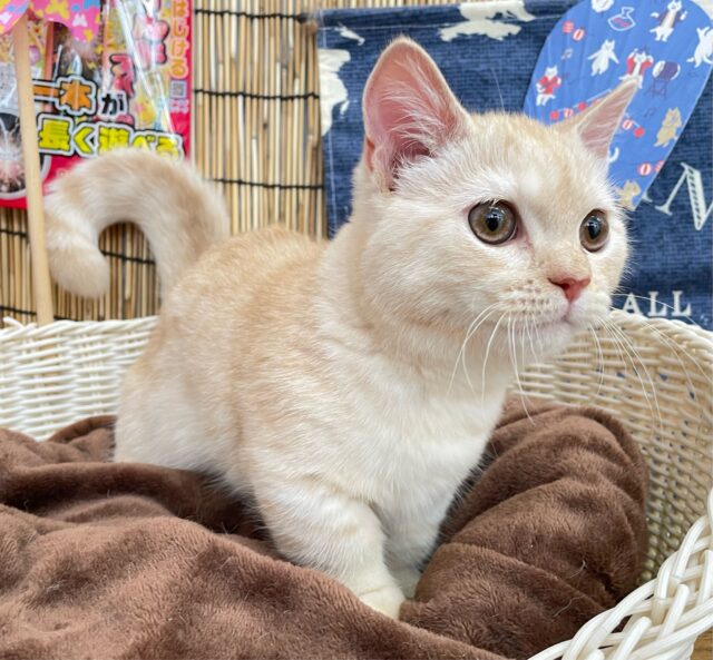 にゃんでぃ〜𝑻𝒖𝒏𝒆🎵💕マンチカン(クリームタビー)🍨男の子💙2025年3月30日 マンチカン