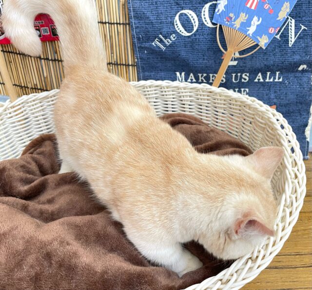 にゃんでぃ〜𝑻𝒖𝒏𝒆🎵💕マンチカン(クリームタビー)🍨男の子💙2025年3月30日 マンチカン