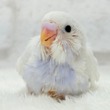 溢れ出る可愛さと上品さ🐣🫧セキセイインコ(ライラック) ヒナ