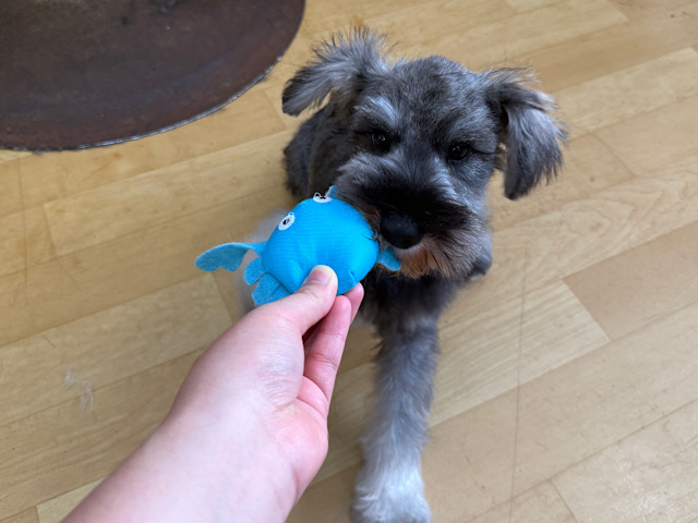 ミニチュアシュナウザー