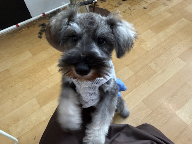 ミニチュアシュナウザー