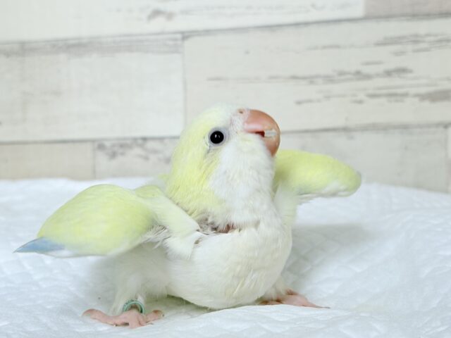 オキナインコ