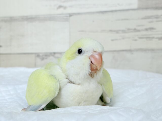 オキナインコ