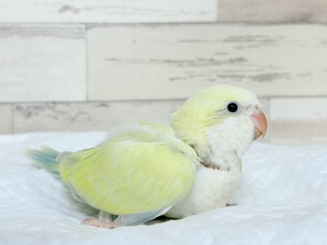 オキナインコ