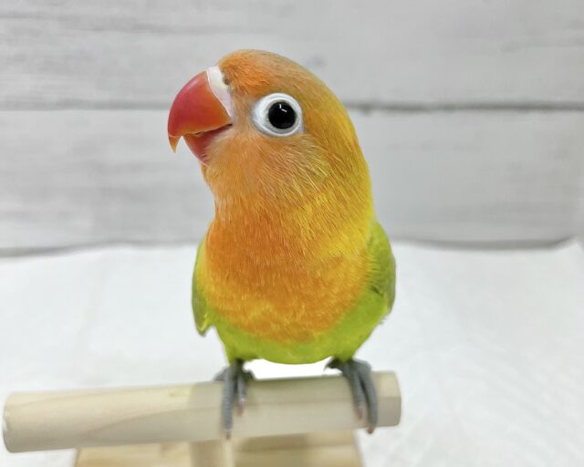 ヤマブキボタンインコ