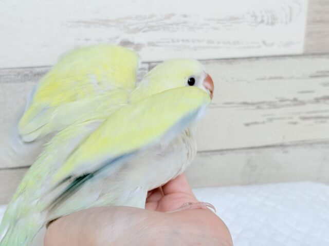オキナインコ