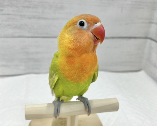 ヤマブキボタンインコ