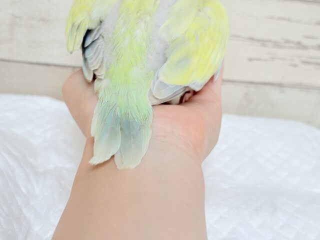オキナインコ