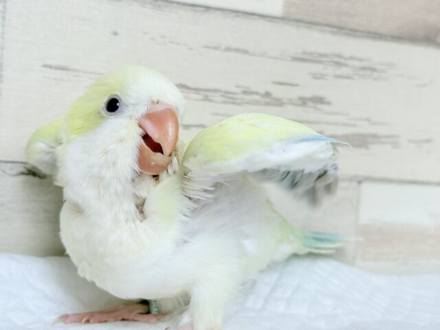 オキナインコ